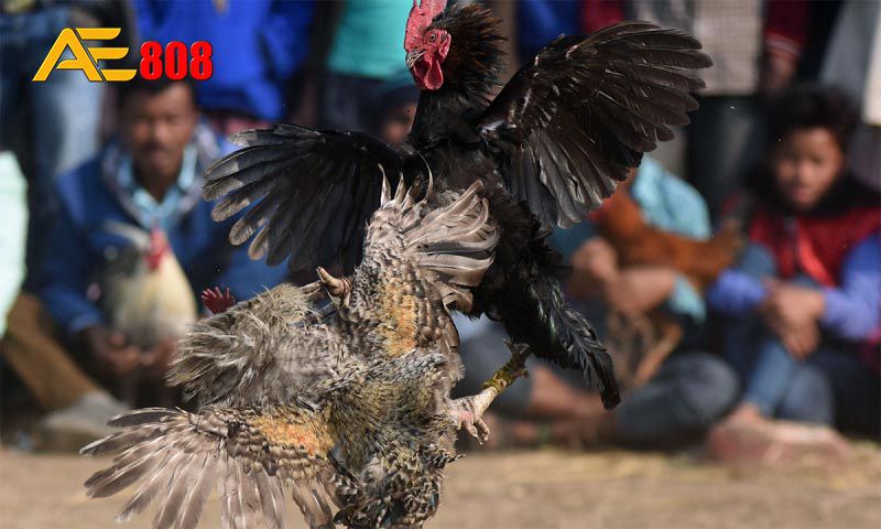 Tại sao nên chọn nền tảng trực tuyến đạt chuẩn Betvip? - Betvip