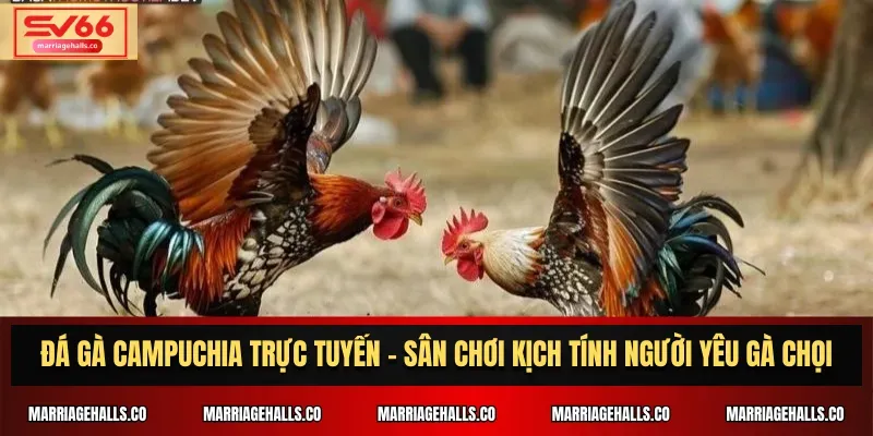 Hệ thống dịch vụ khách hàng của Kuvip vẫn đang hoạt động bình thường - Kuvip