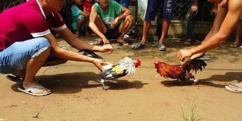 Tìm hiểu thông tin quan trọng về Subet - Subet