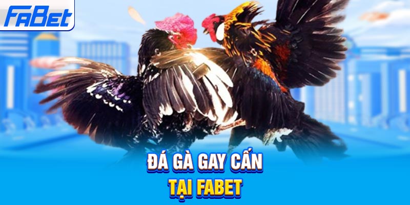 Đấu gà trực tuyến Kl99 HD - Kl99